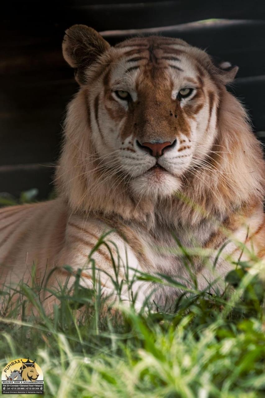 Lions View Accommodation Mbombela Exterior foto