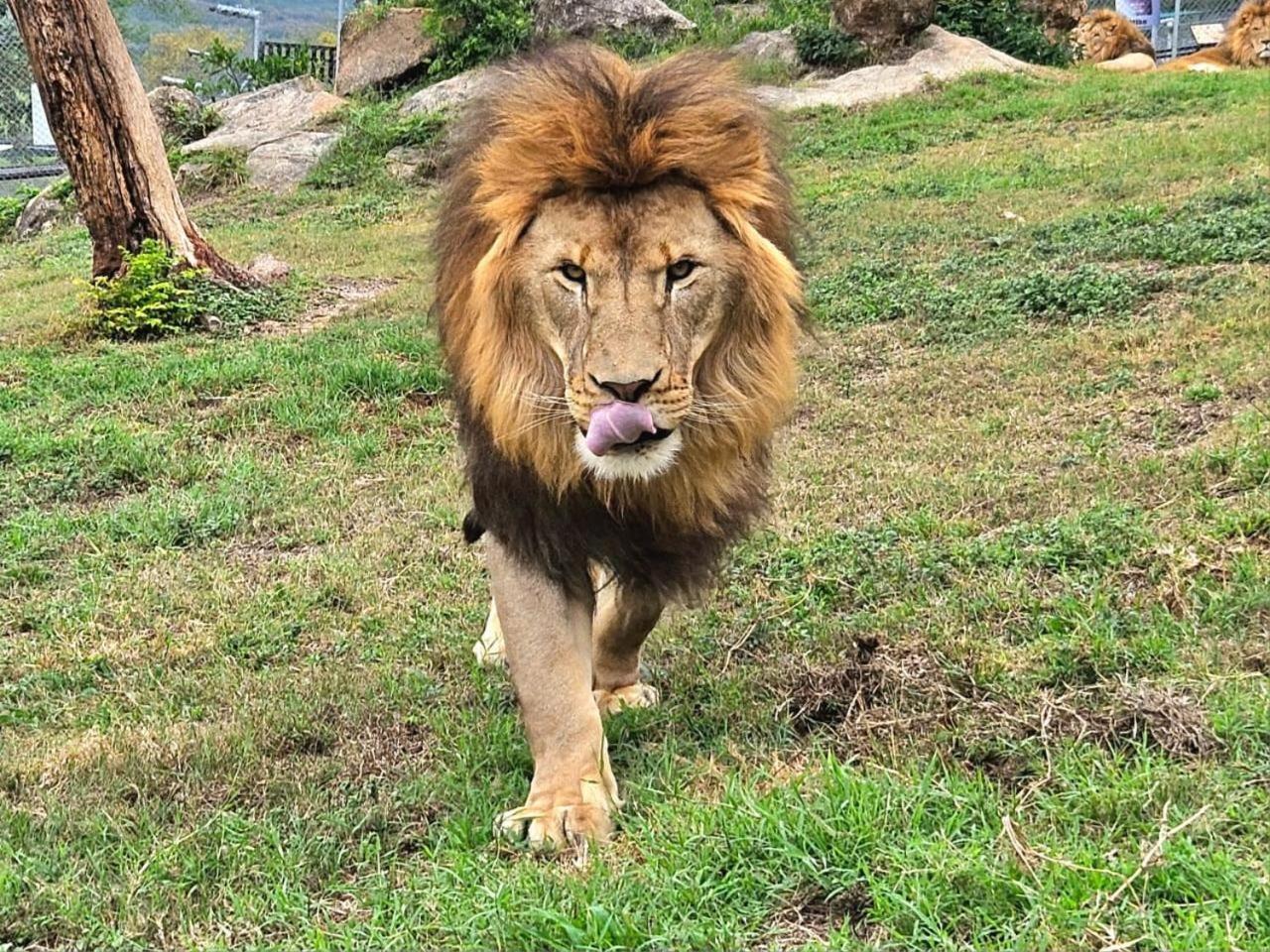 Lions View Accommodation Mbombela Exterior foto
