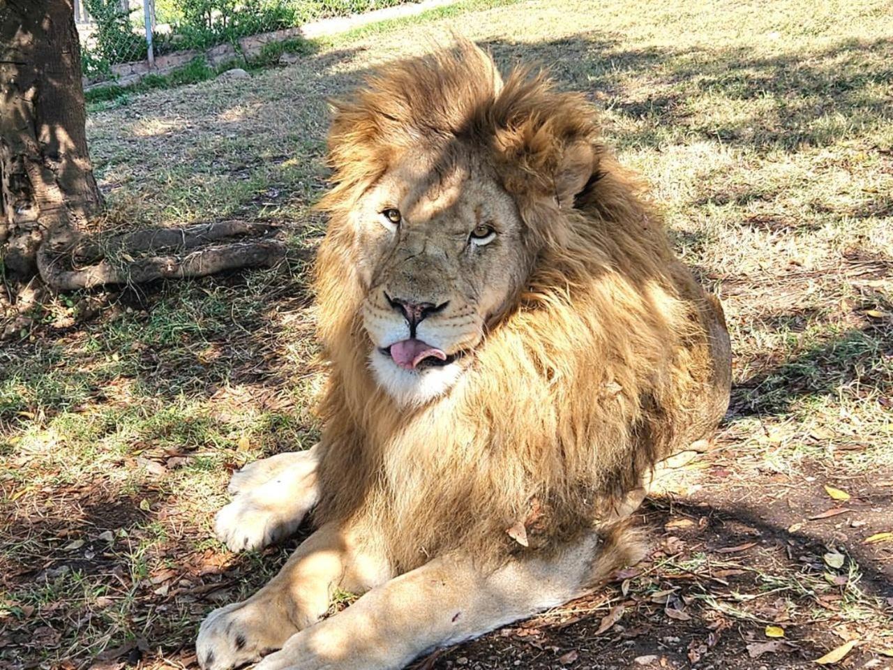Lions View Accommodation Mbombela Exterior foto